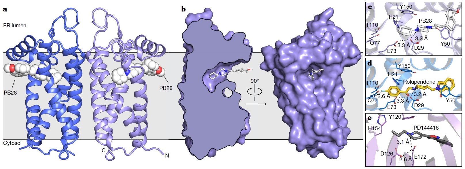 sigma2-receptor-docking.jpeg