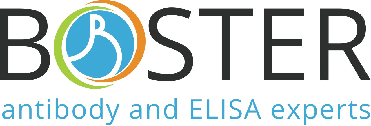 Boster Biological Technology Boster Biological Technology